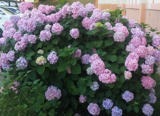 SİTEMİZİN EŞSİZ GÜZELLİKLERİNDEN