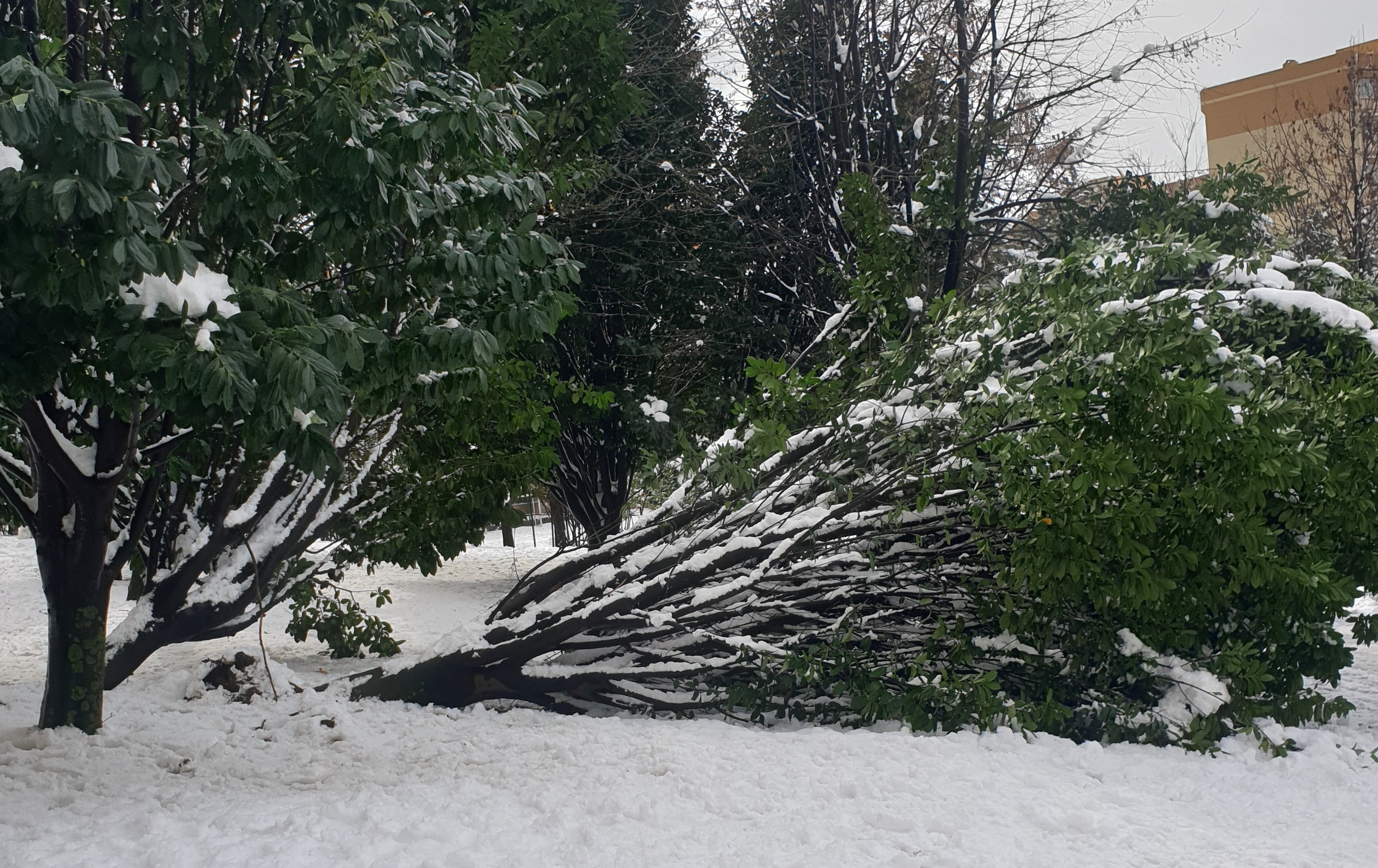 KARAYEMİŞ DEVRİLDİ