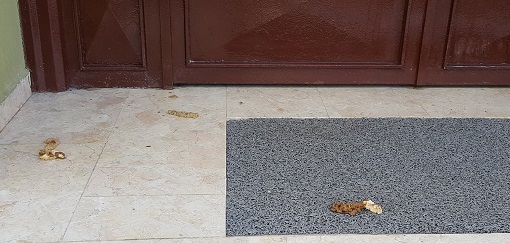 KEDİ SEVELİM AMA!!!